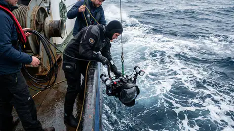 Il Potere del Boost in Hungry Shark Evolution: Un Tuffo Adrenalinico